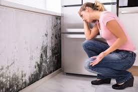 Oregon, OH Mold Removal & Remediation Company